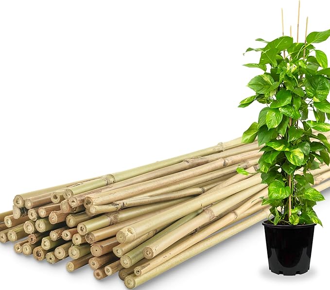 730 HOUSE - Natural Bamboo Pole Set | Gardening Plant Support Sticks | Multi-Purpose Eco-Friendly Bamboo (Length 120 cm)